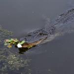 OTRA2014_1610 (September 03, 2014)